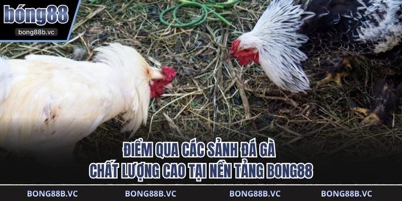 Điểm qua các sảnh đá gà chất lượng cao tại nền tảng BONG88