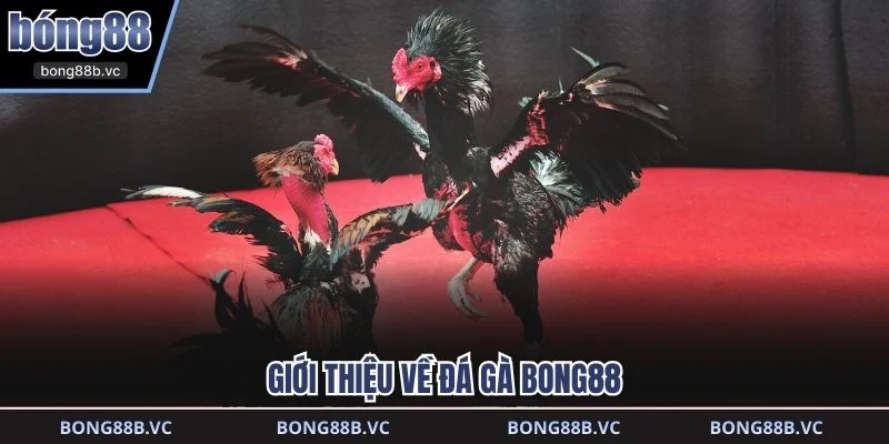 Giới thiệu về đá gà BONG88