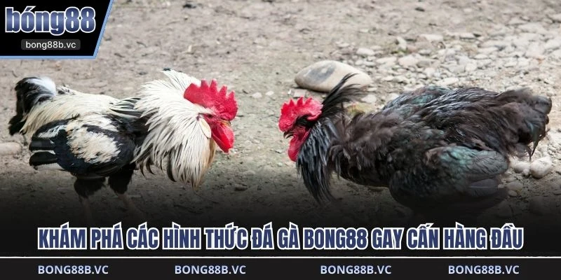Khám phá các hình thức đá gà BONG88 gay cấn hàng đầu