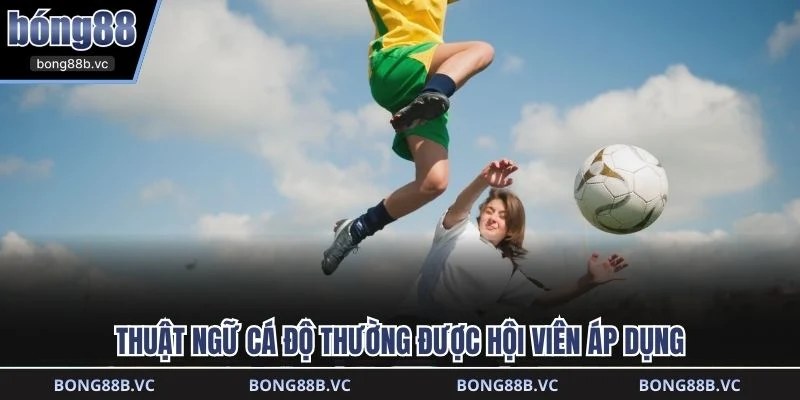 Thuật ngữ cá độ thường được hội viên áp dụng